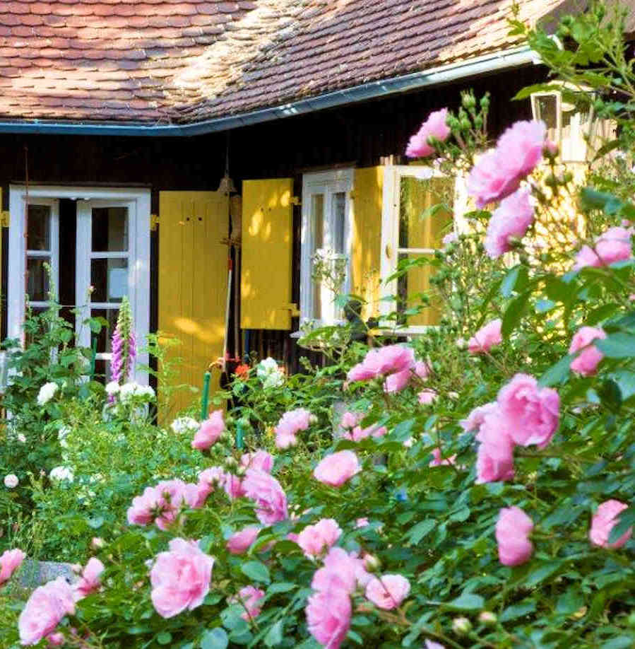 Ein Haus mit gelben Fensterläden in einem Rosengarten